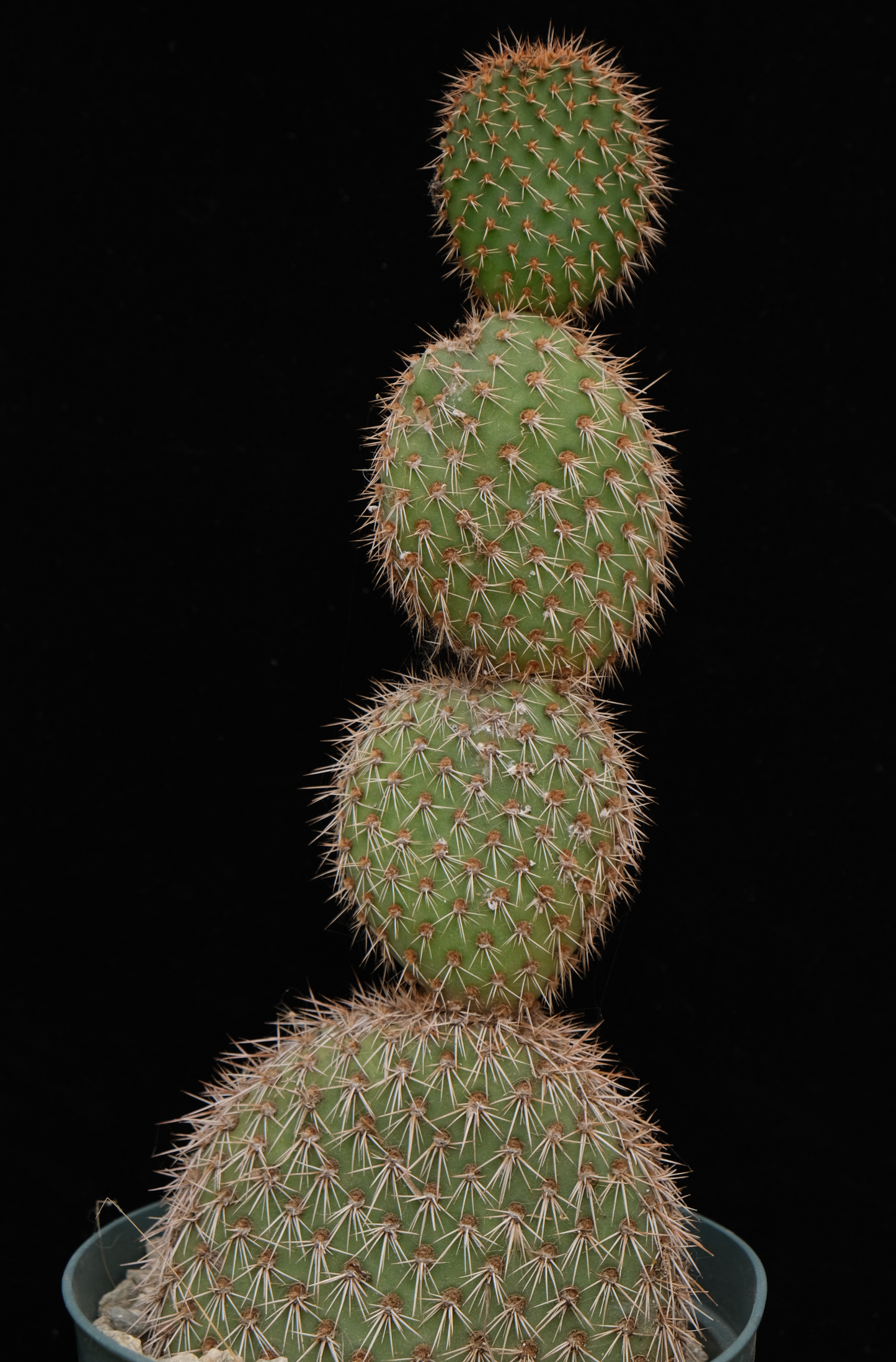 Opuntia pycnantha cutting