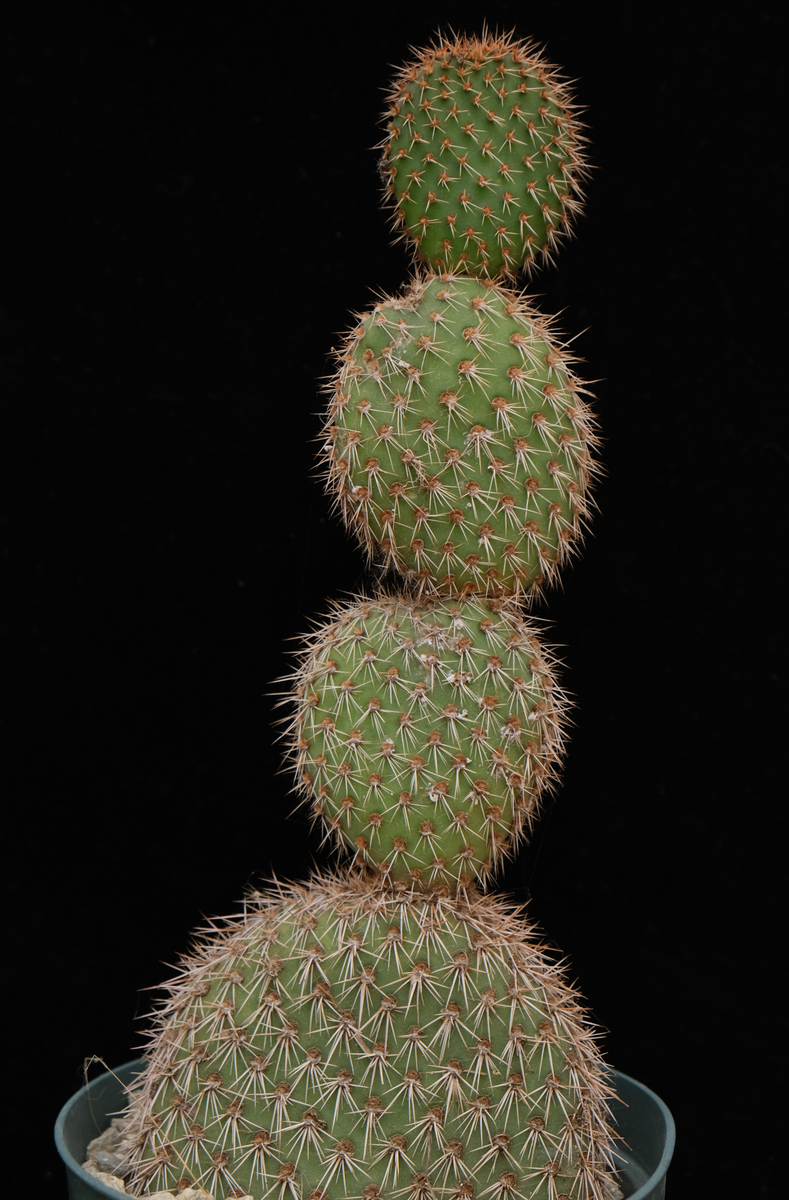 areola kaktus Opuntia pycnantha cutting – Cactaceae Storeiencius