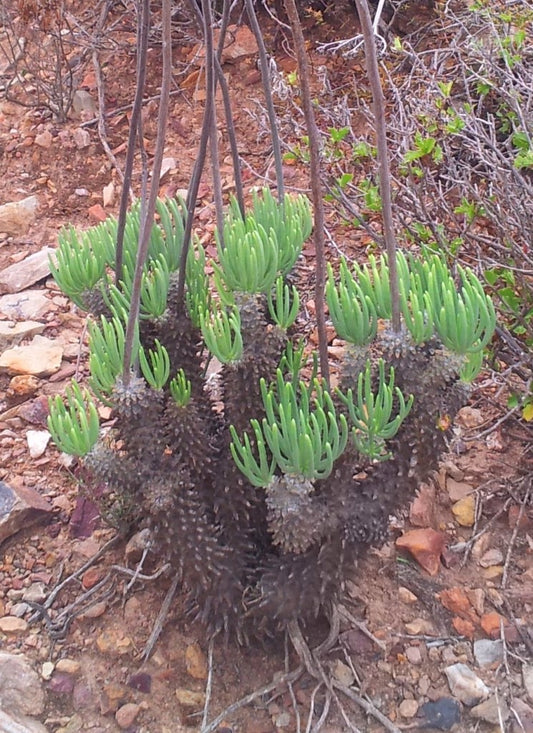 Tylecodon wallichii