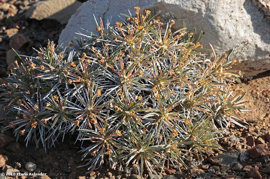 Euphorbia multifolia