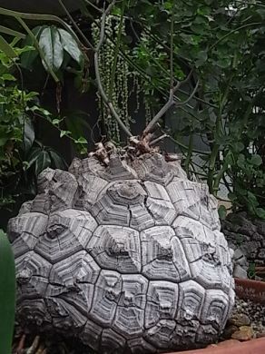 Dioscorea elephantipes (CHOICE) – Cactaceae Storeiencius