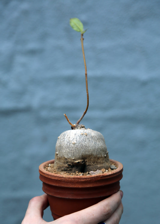Monadenium crispum