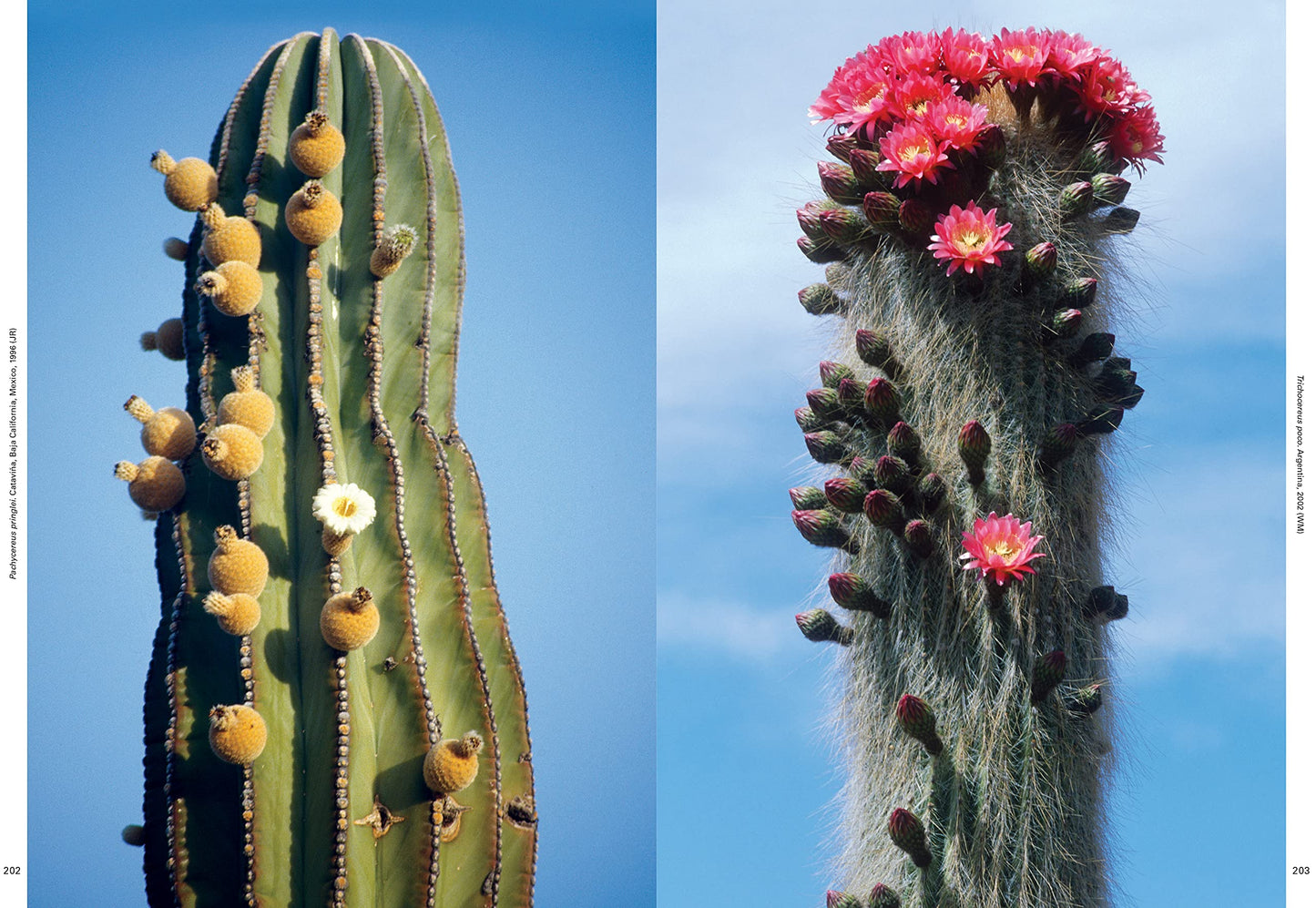 Xerophile: Cactus Photographs from Expeditions of the Obsessed (Revised Edition)