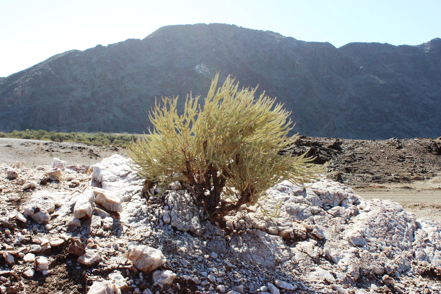 Ceraria namaquensis