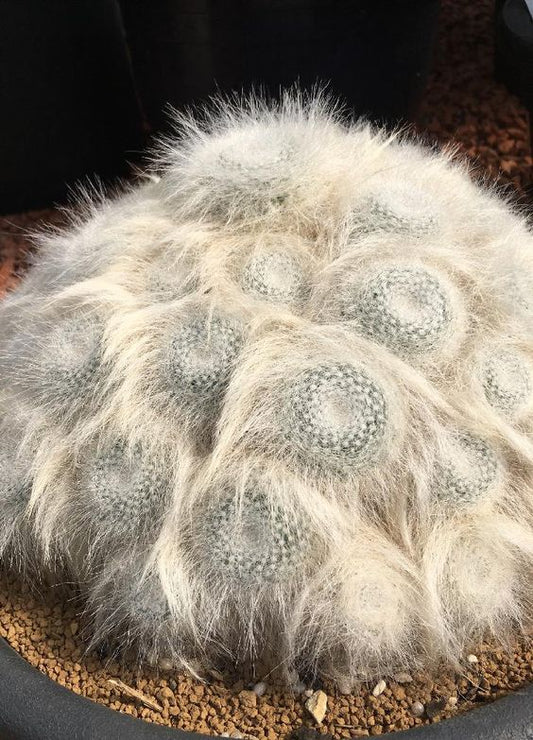 Gift Shop Shirt: San Luis Potosí