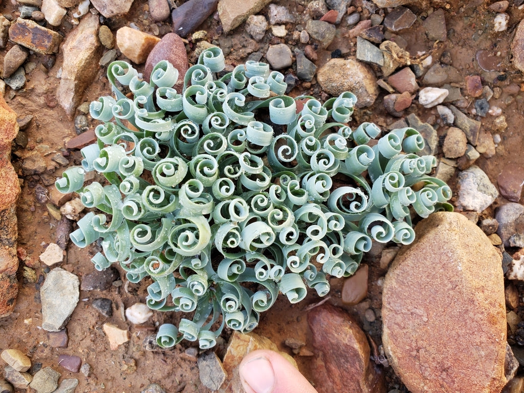 Albuca concordiana