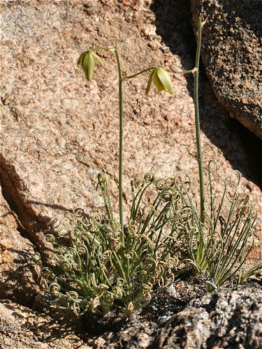 Albuca spiralis