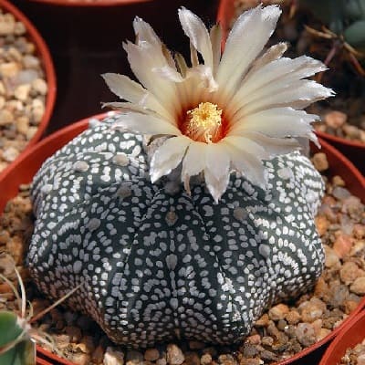 Astrophytum asterias "Super Kabuto"