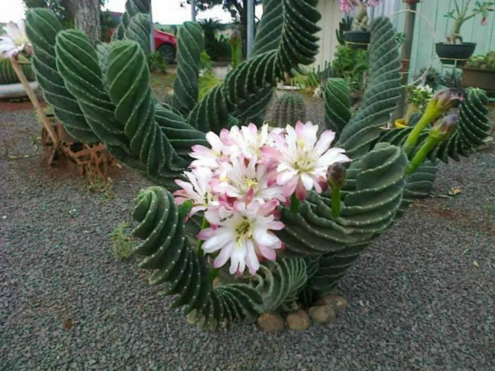 Cereus forbesii cv. spiralis