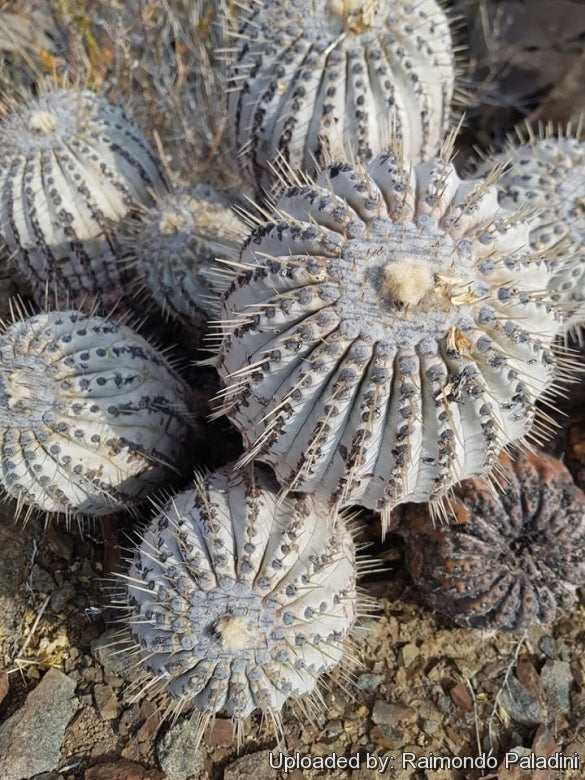 Copiapoa cinerea var. albispina