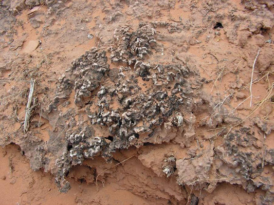 Don't Bust the Crust! Bumper Sticker