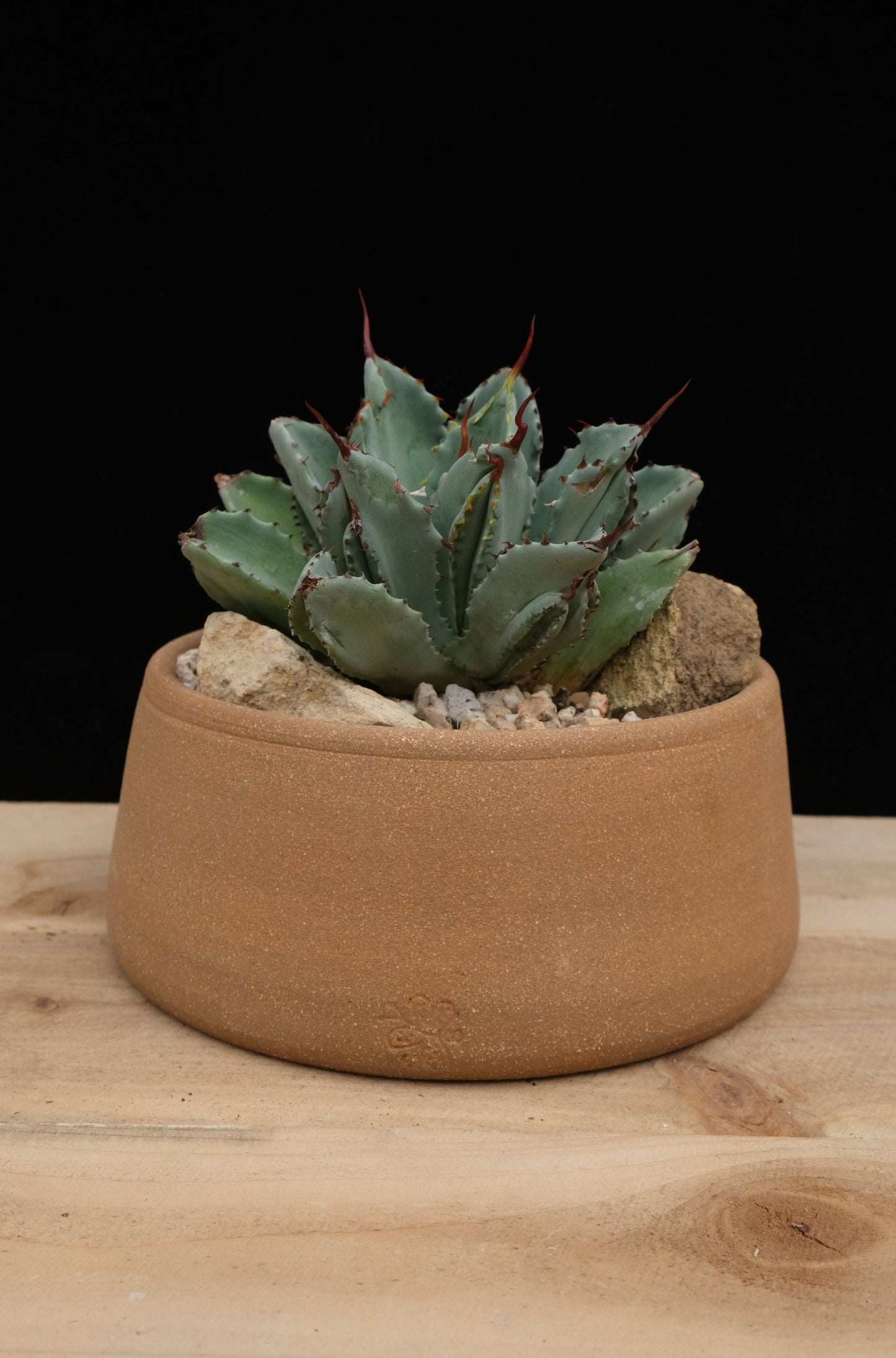 Dog Bowl Pot