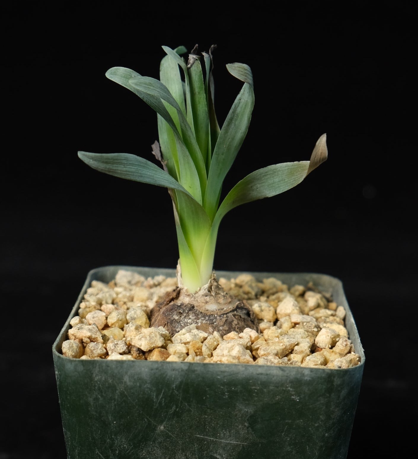 Albuca concordiana