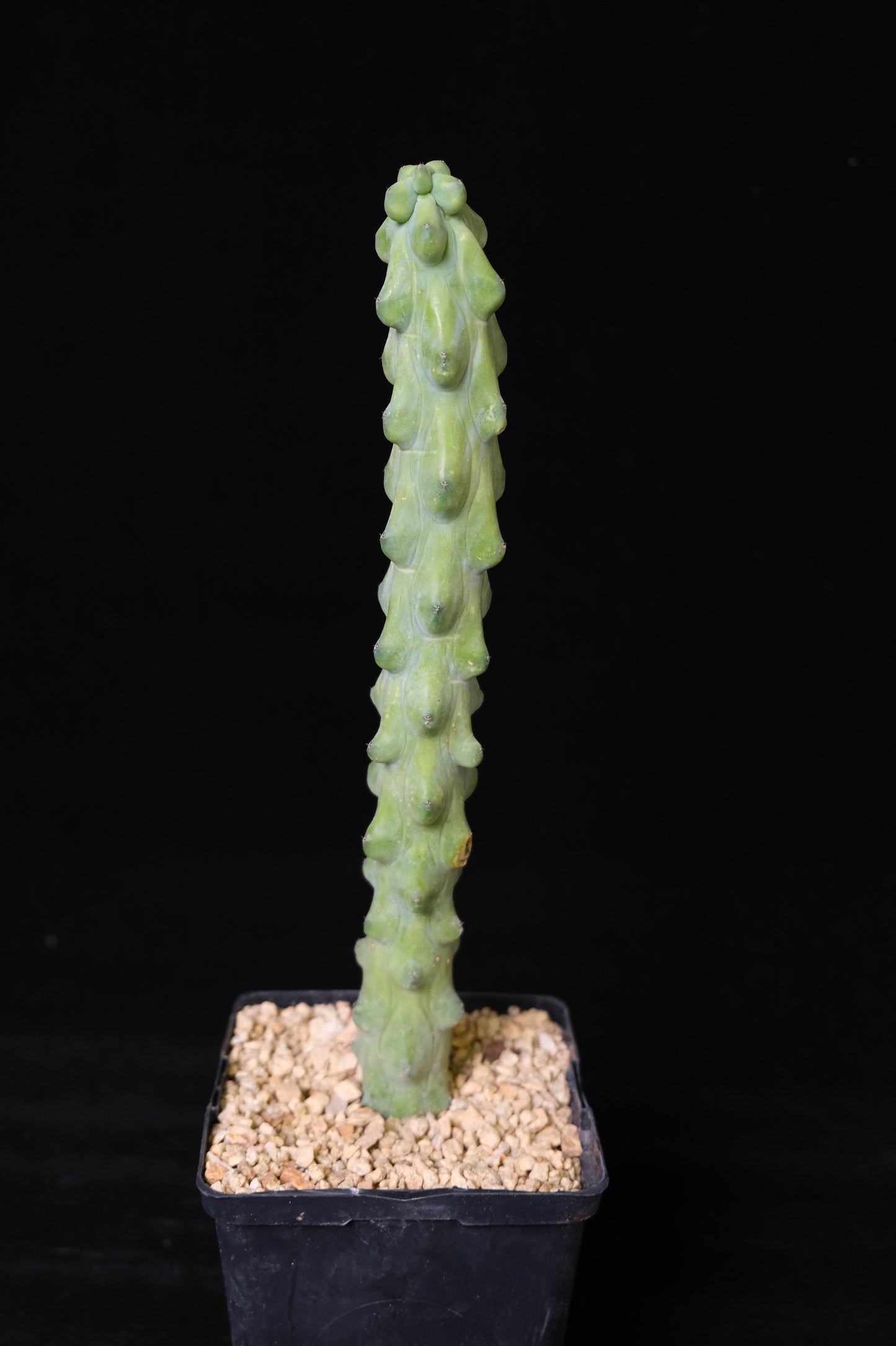 Myrtillocactus cv. fukurokuryuzinboku "boob cactus"