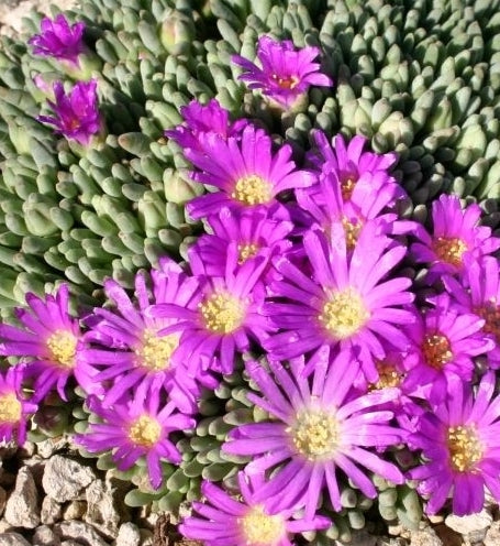 Delosperma sphalmanthoides