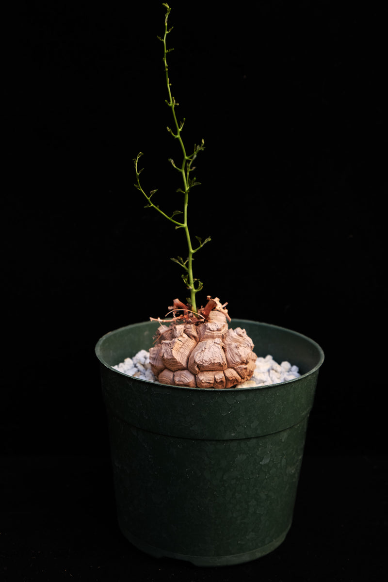 Dioscorea elephantipes (CHOICE) – Cactaceae Storeiencius