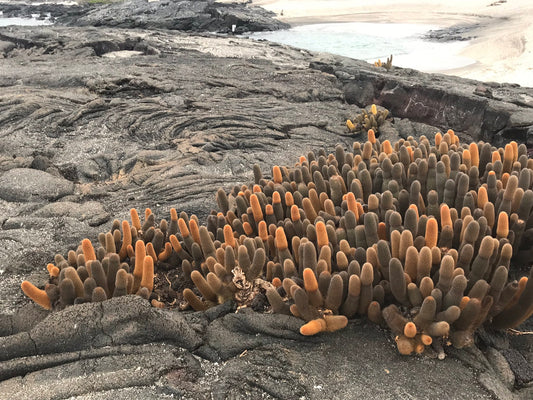 Gift Shop Shirt: Galapagos