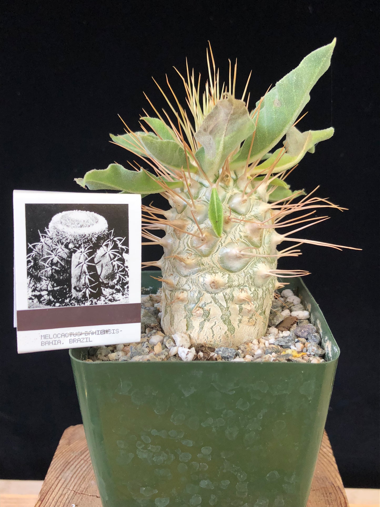 Pachypodium namaquanum