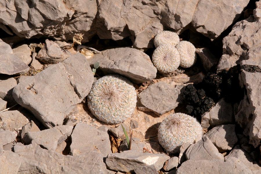 Epithelantha micromeris