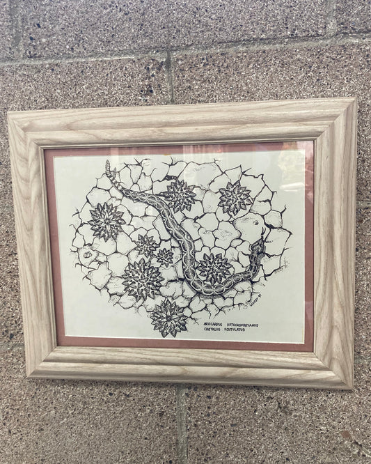 CDP Reprint #2: A. kotschoubeyanus