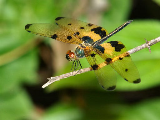 Rhyothemis Variegata Polo