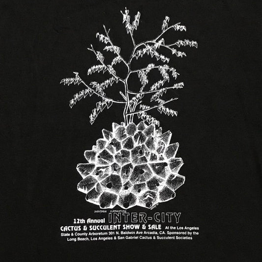 Dioscorea elephantipes, 1997