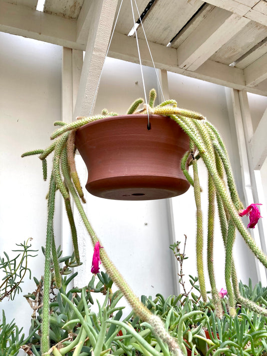 Hanging Planter 3/5