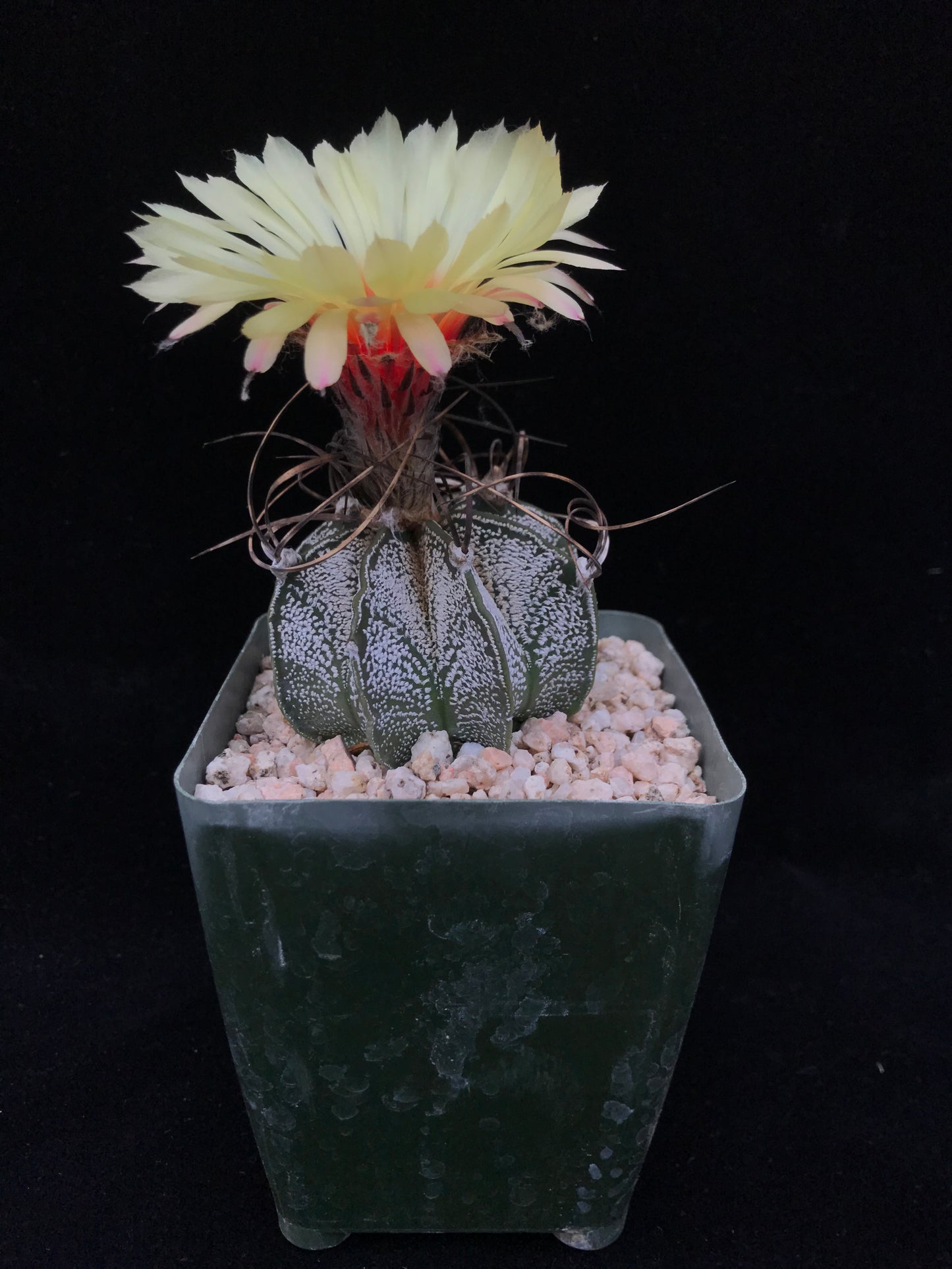 Astrophytum capricorne