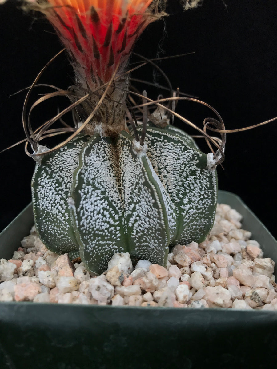 Astrophytum capricorne  Cactaceae Storeiencius