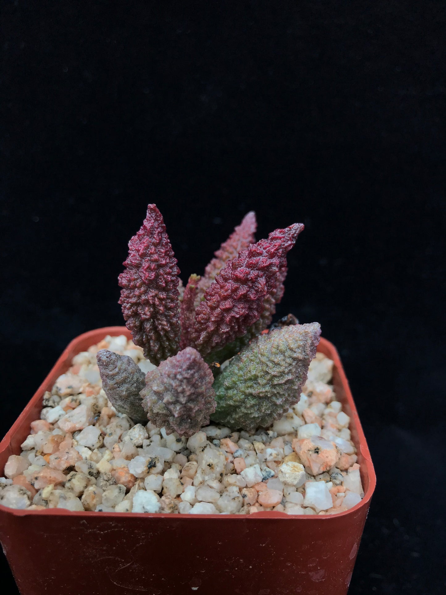 Adromischus marianae f. herrei