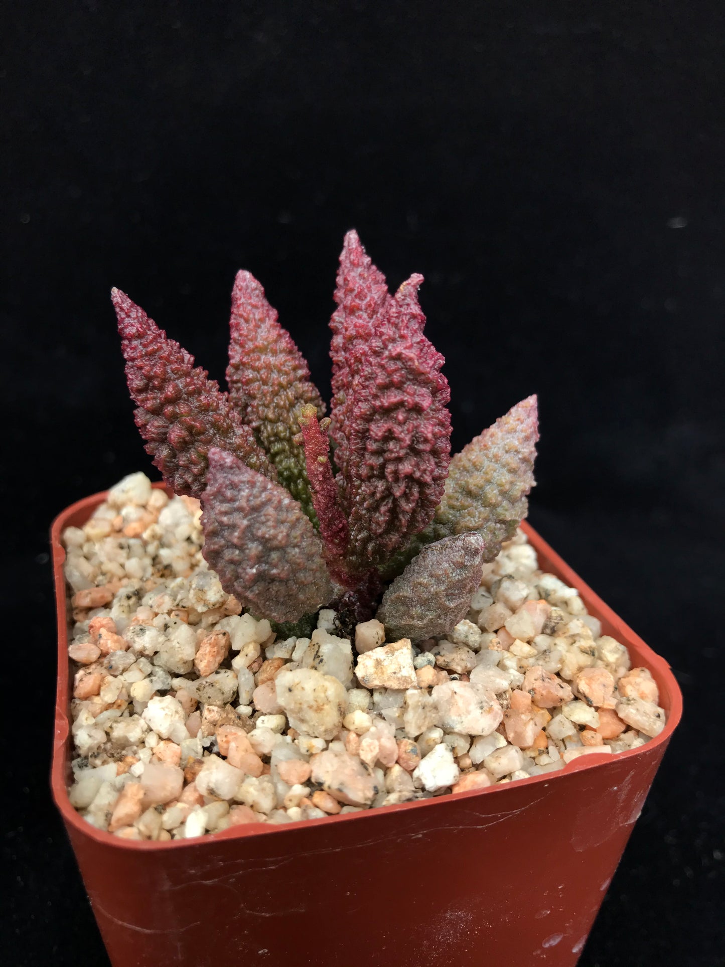 Adromischus marianae f. herrei