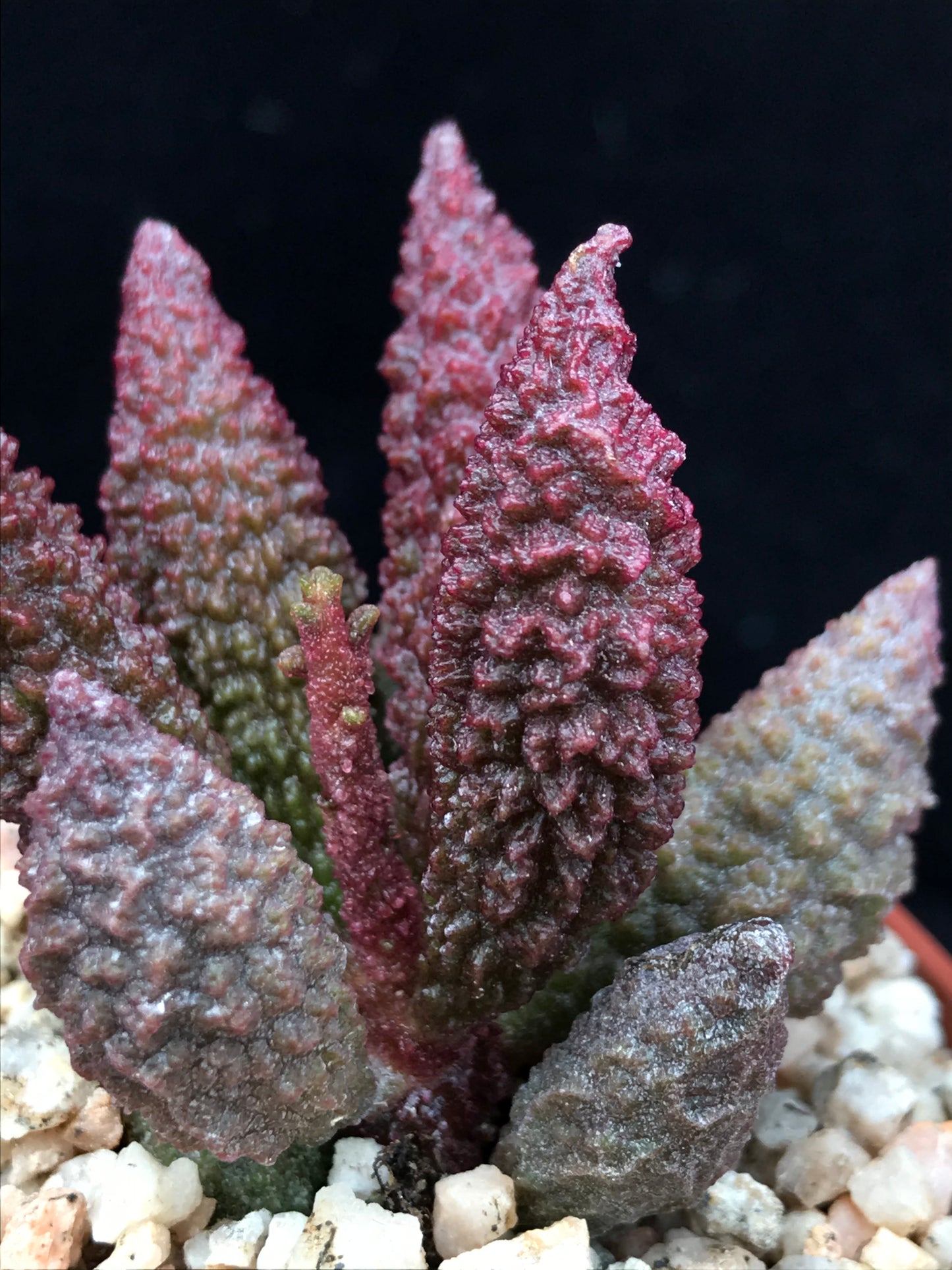 Adromischus marianae f. herrei