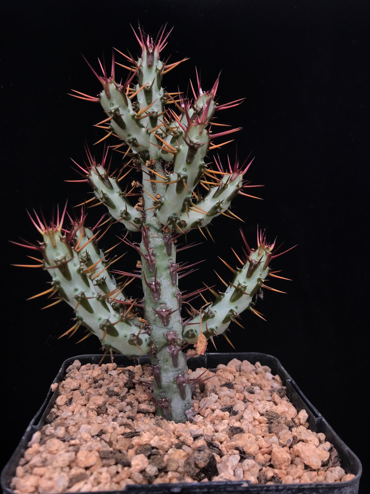 Euphorbia aeruginosa var. major