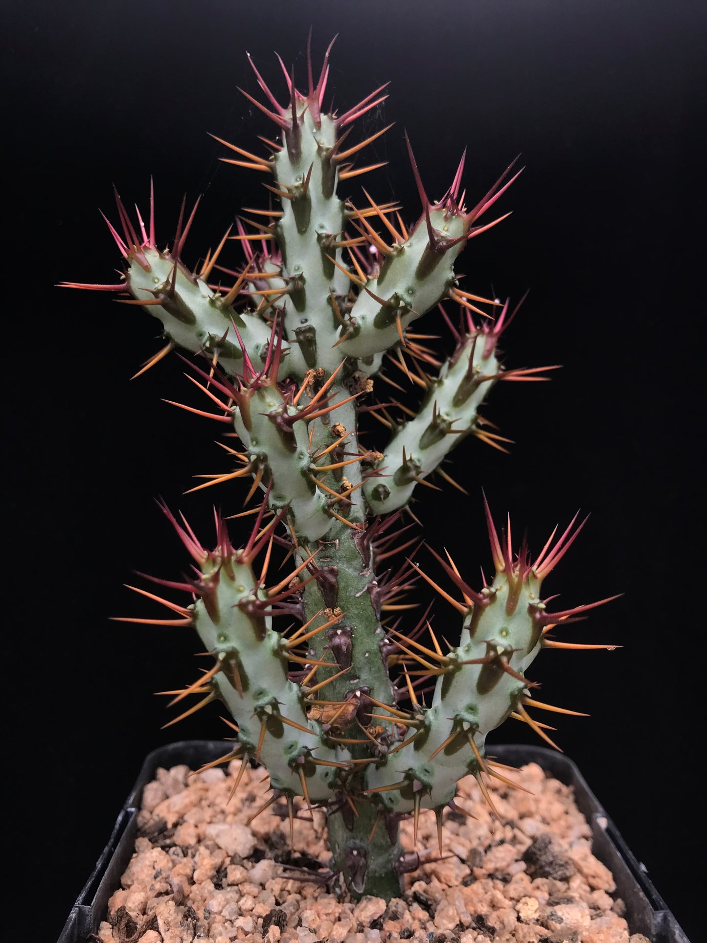 Euphorbia aeruginosa var. major