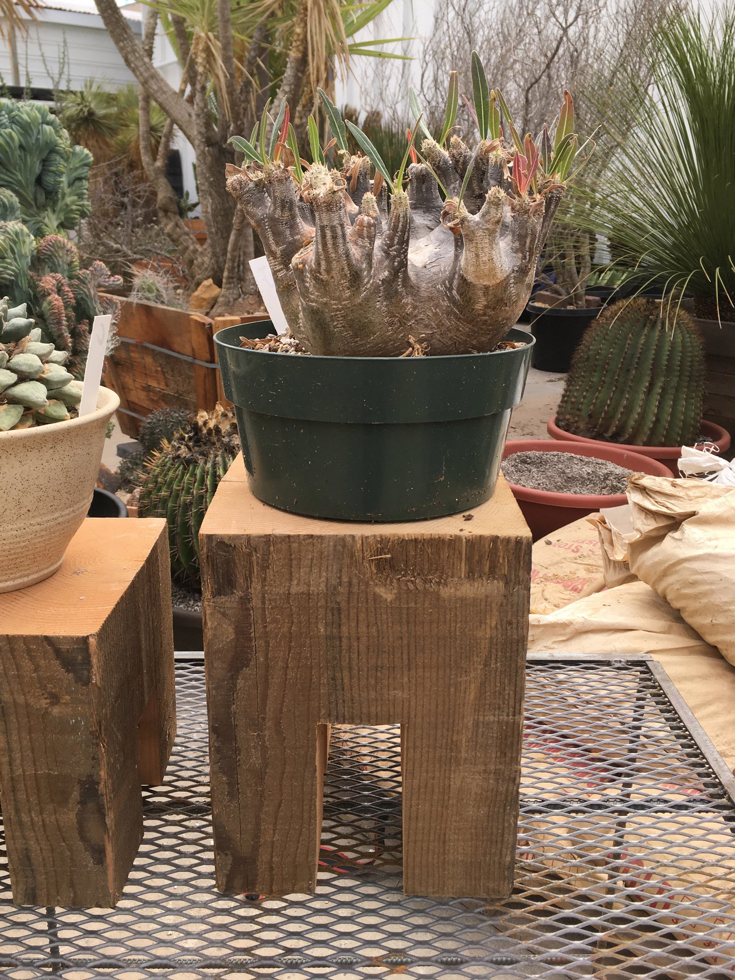 CS Plant Stand