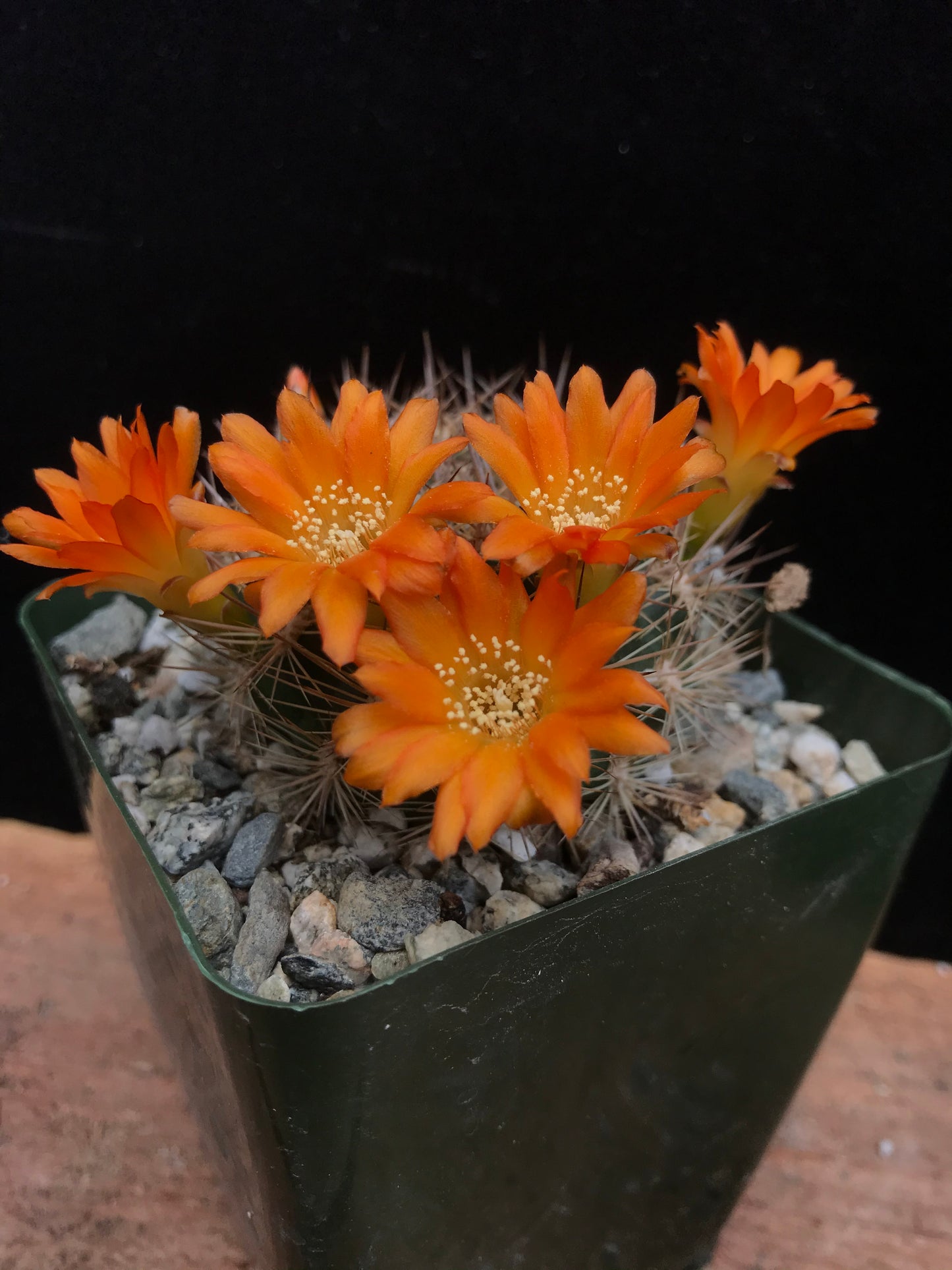 Rebutia sp.