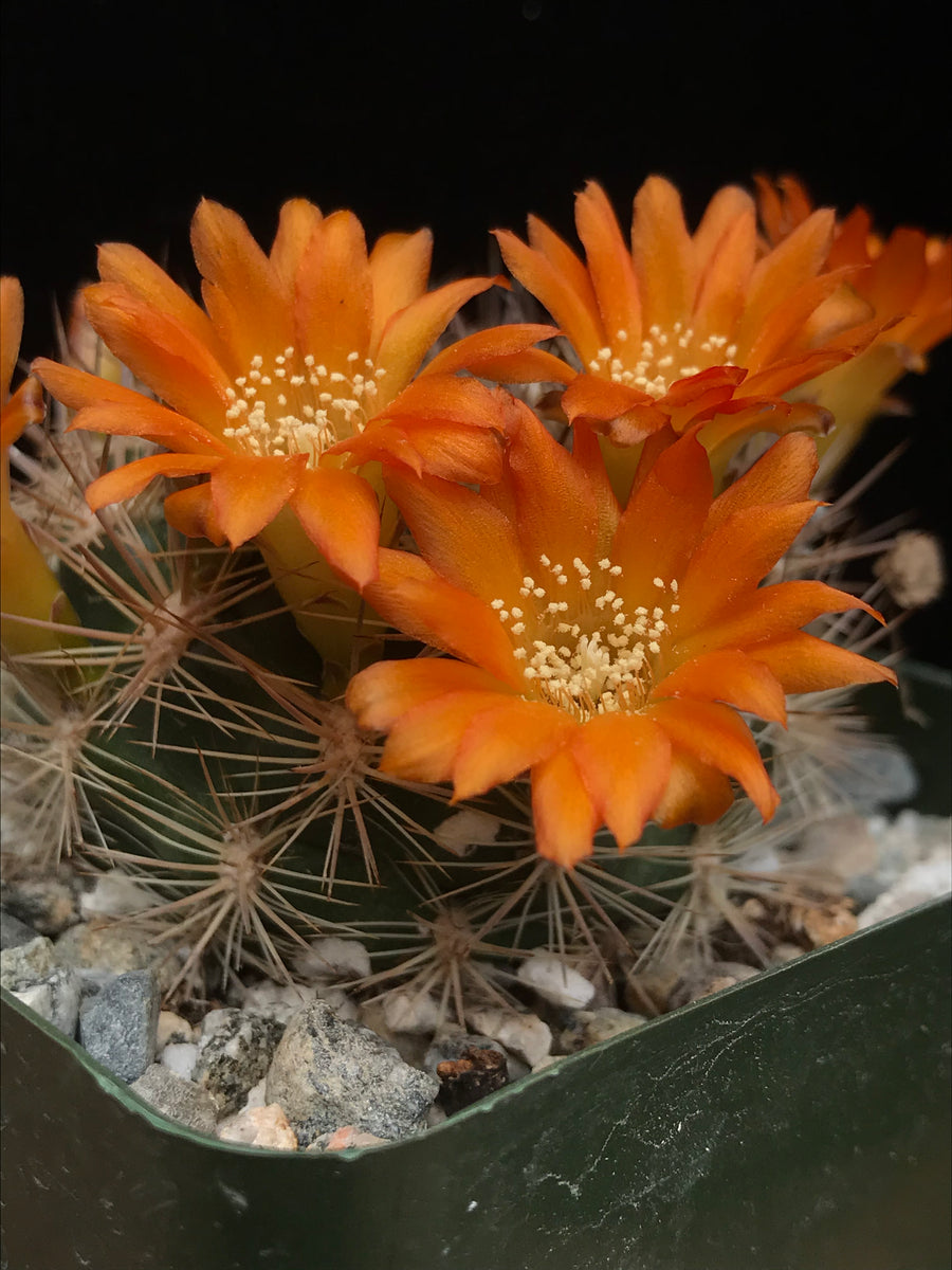 Rebutia sp.  Cactaceae Storeiencius