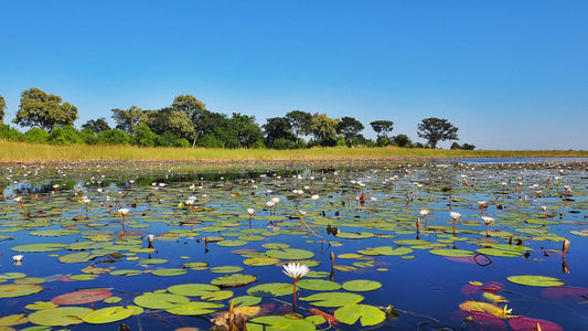 Botswana Long Sleeve Shirt