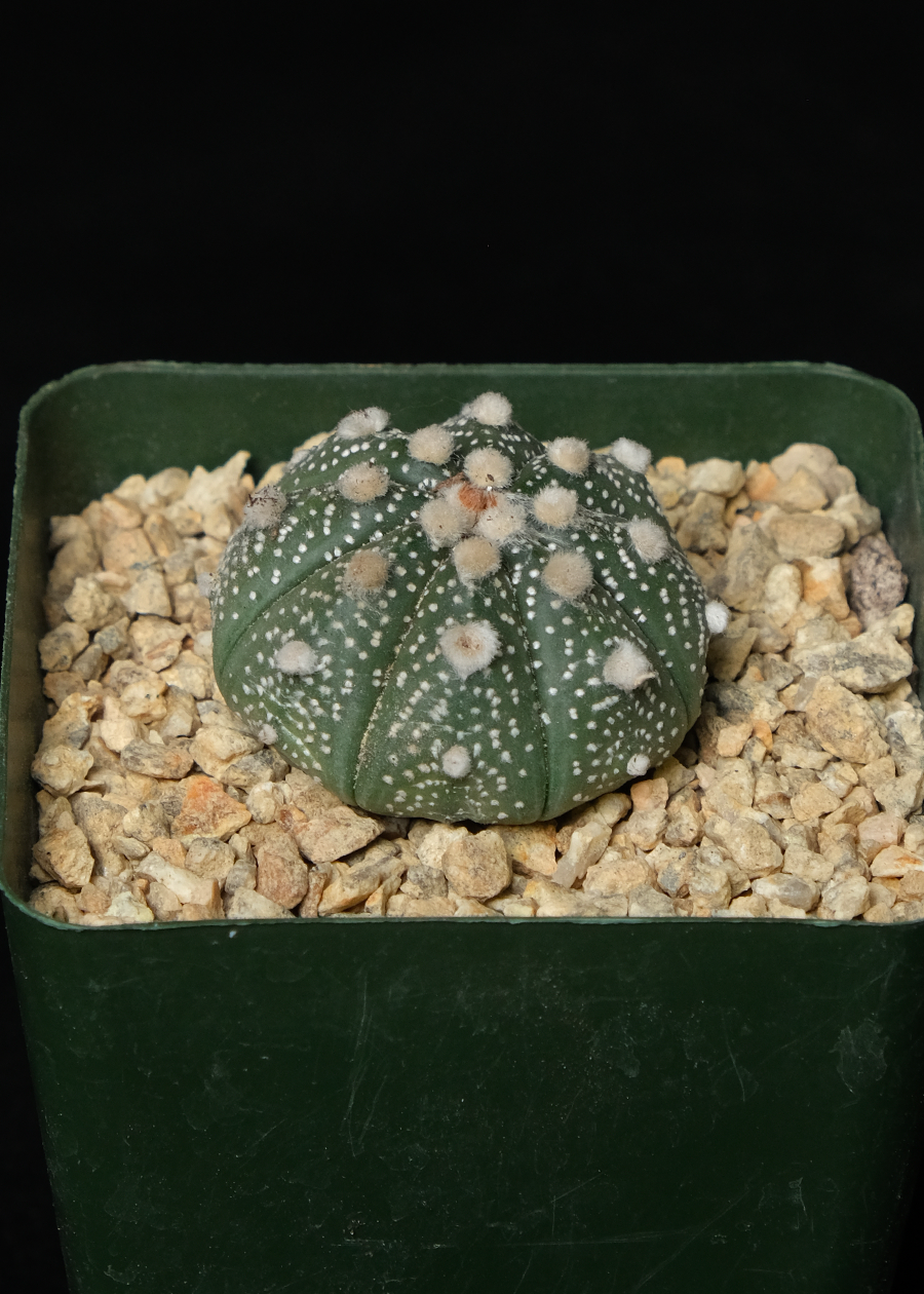 Astrophytum asterias "Super Kabuto"