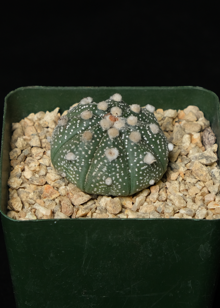 astrophytum japan Astrophytum asterias 