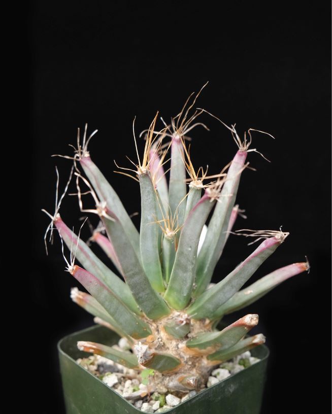 Leuchtenbergia principis