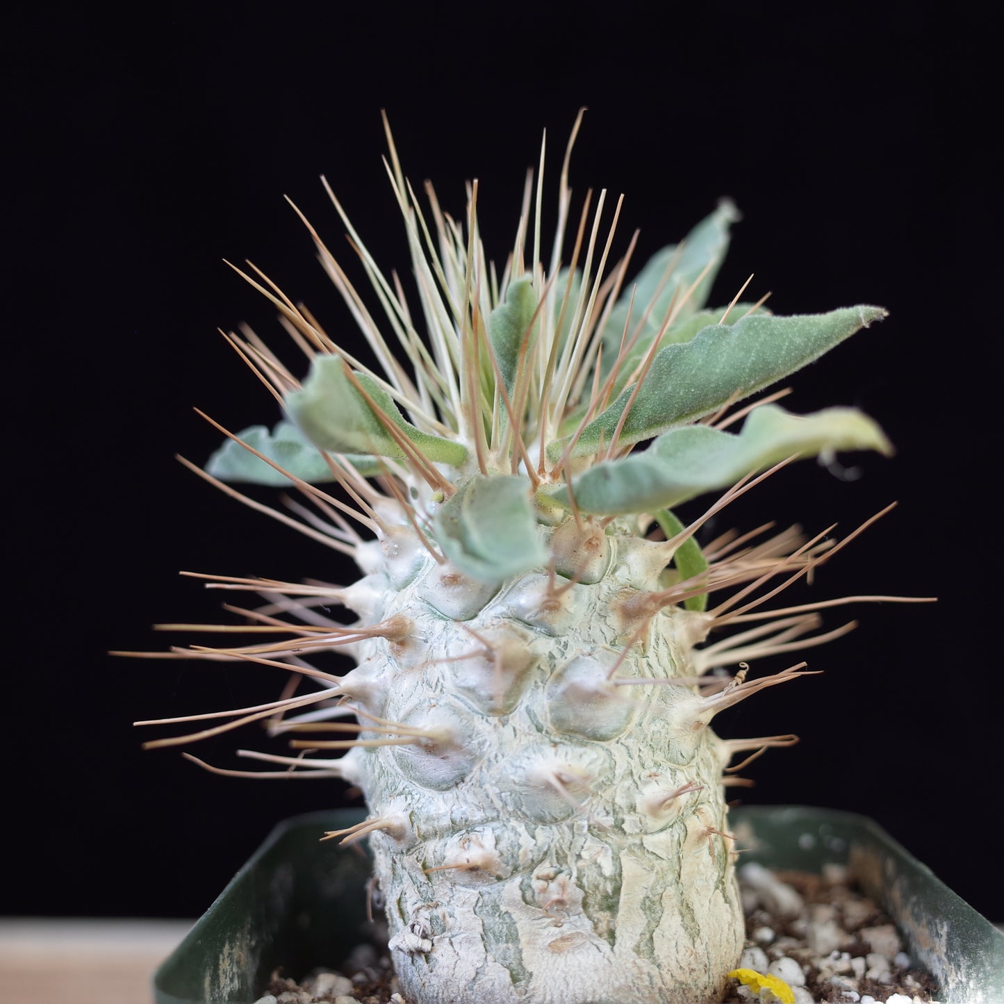 Pachypodium namaquanum