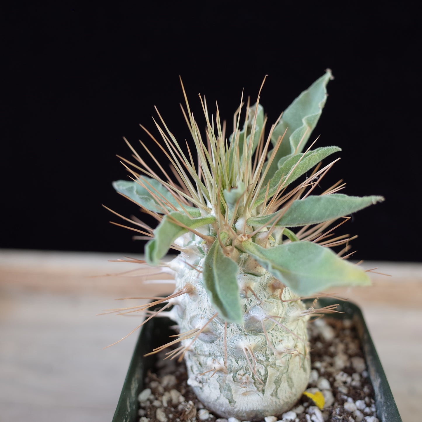 Pachypodium namaquanum