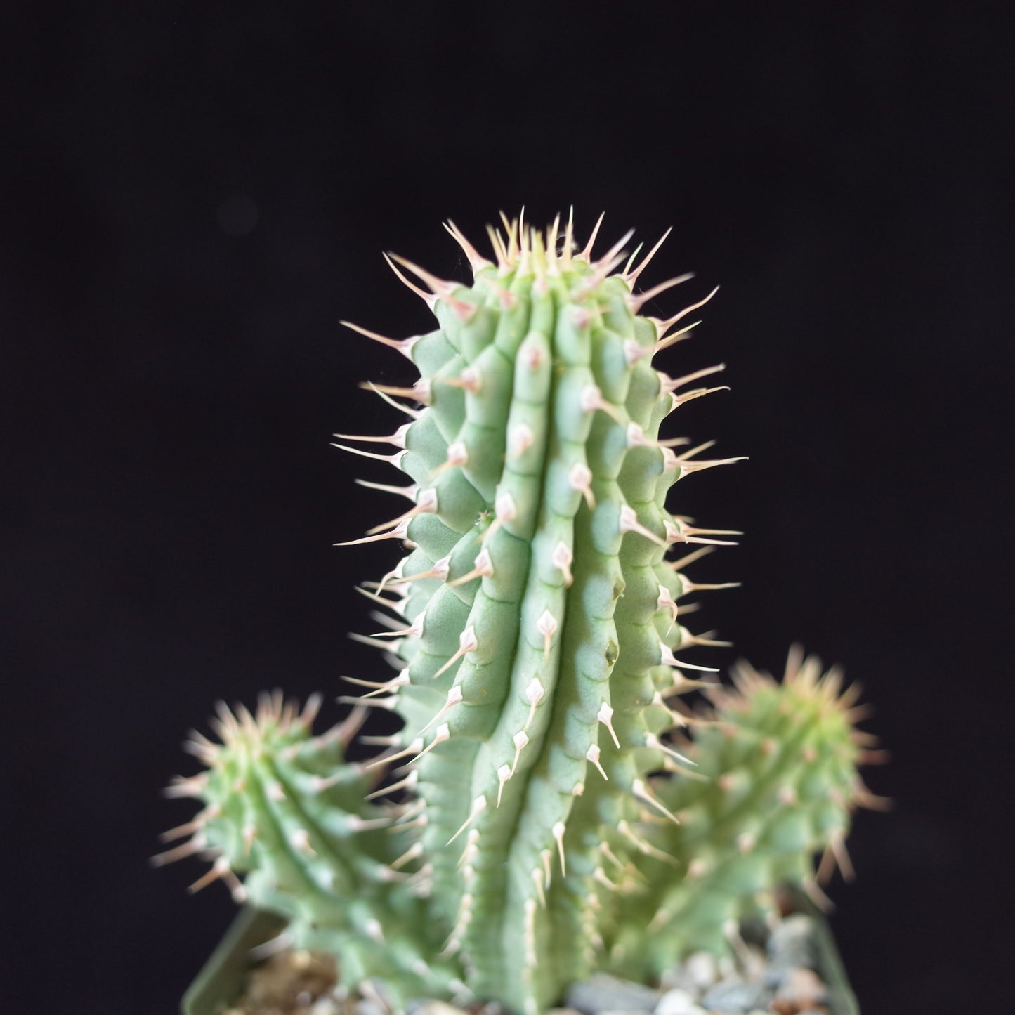 Hoodia gordonii