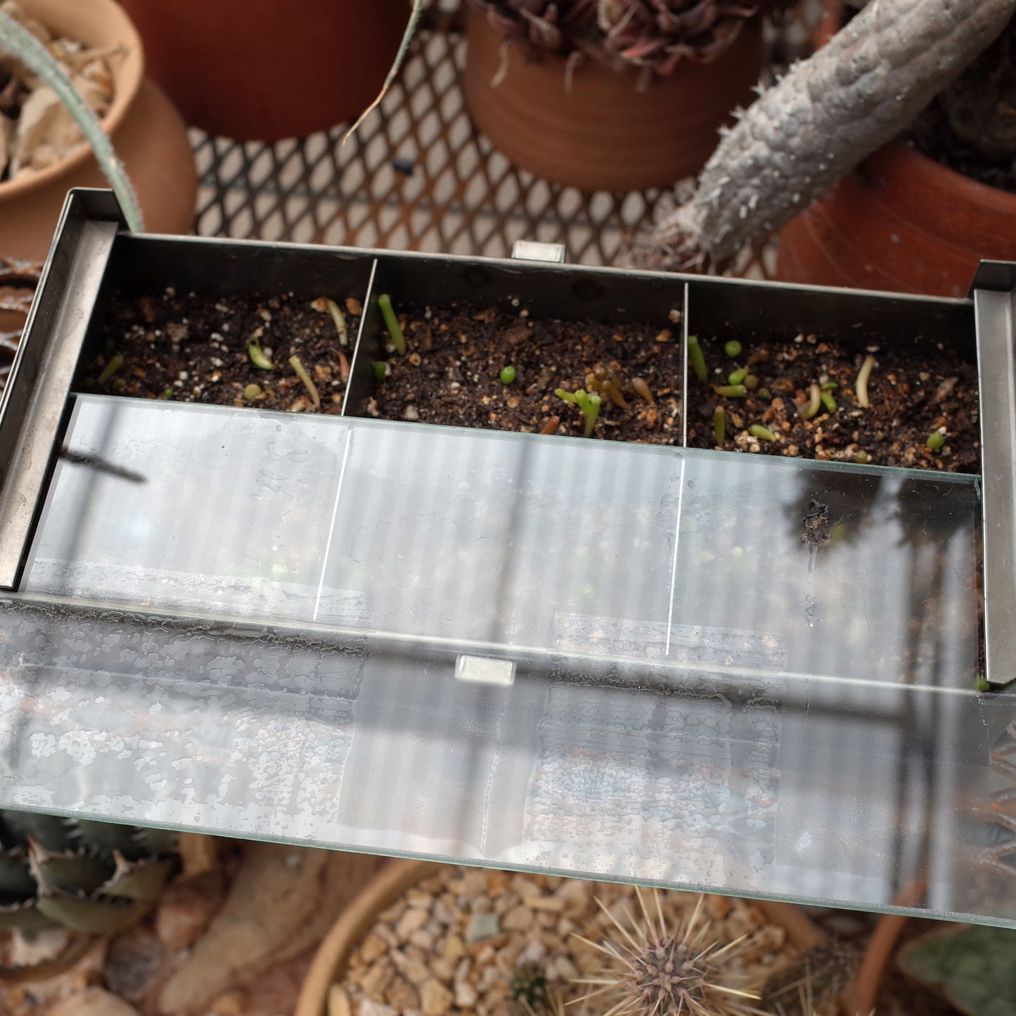 CS Seed Propagation Box (By Joel)