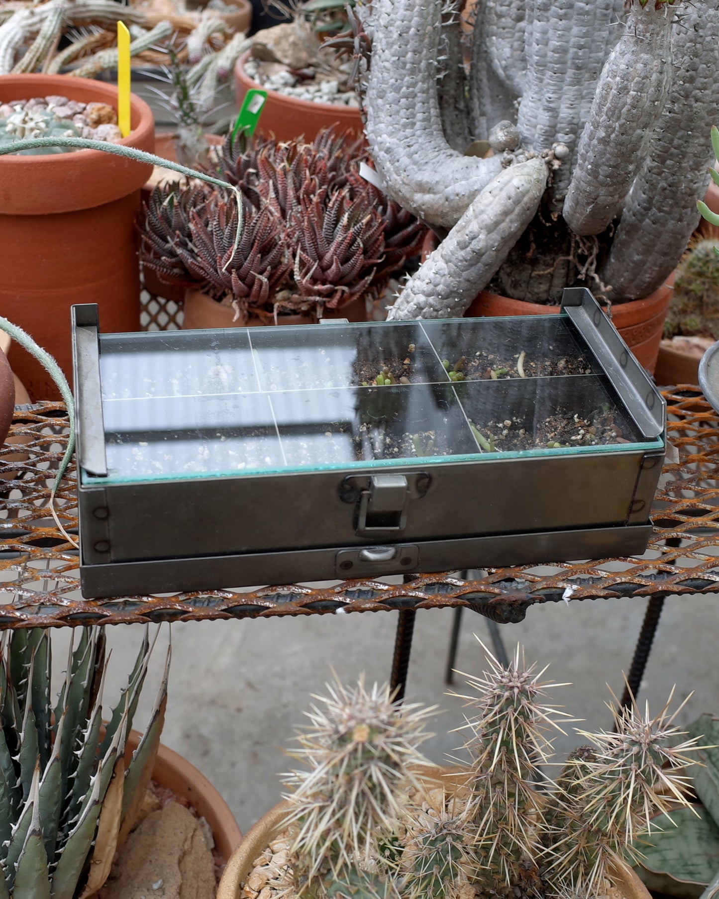 CS Seed Propagation Box (By Joel)