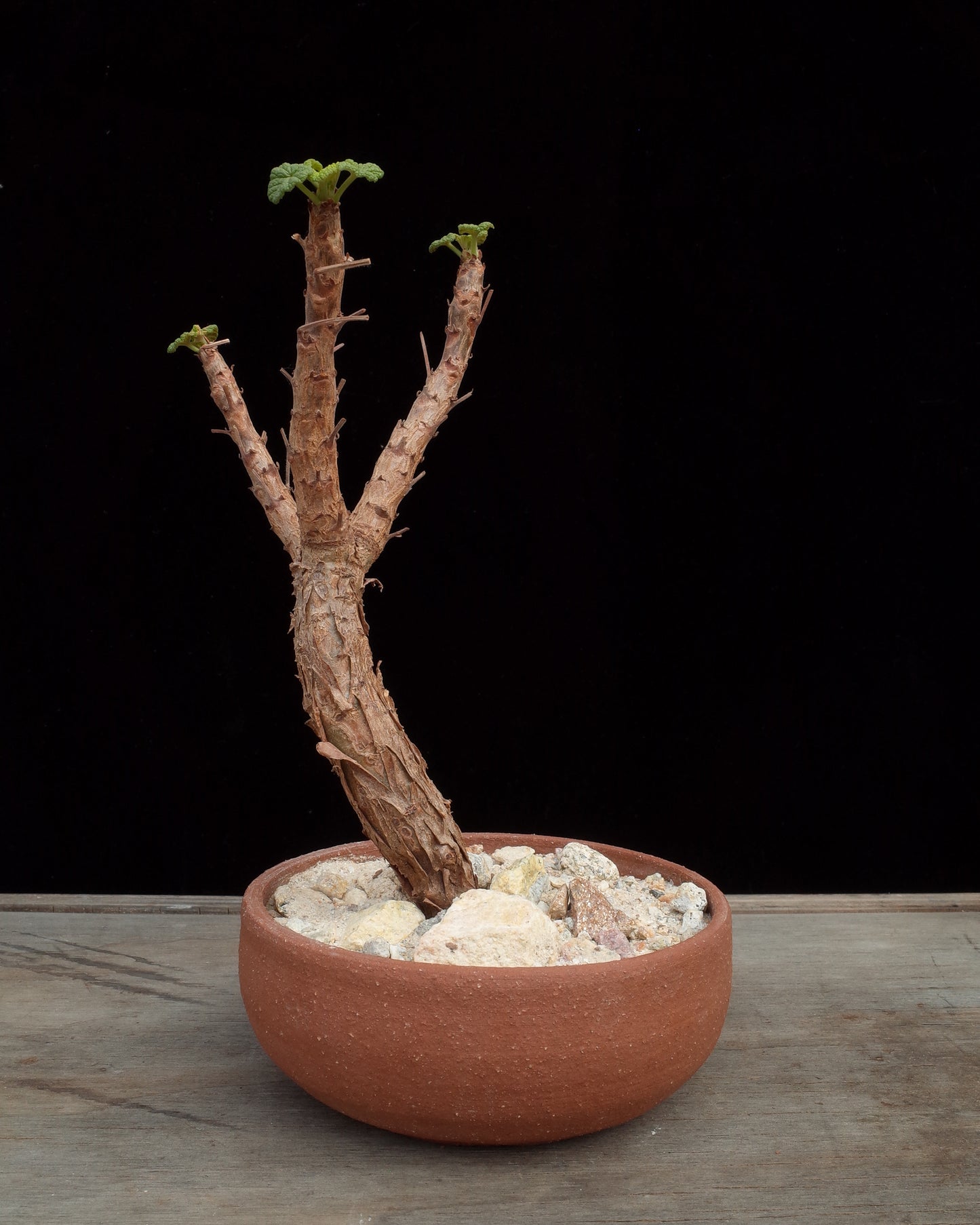 Cereal Bowl Pot