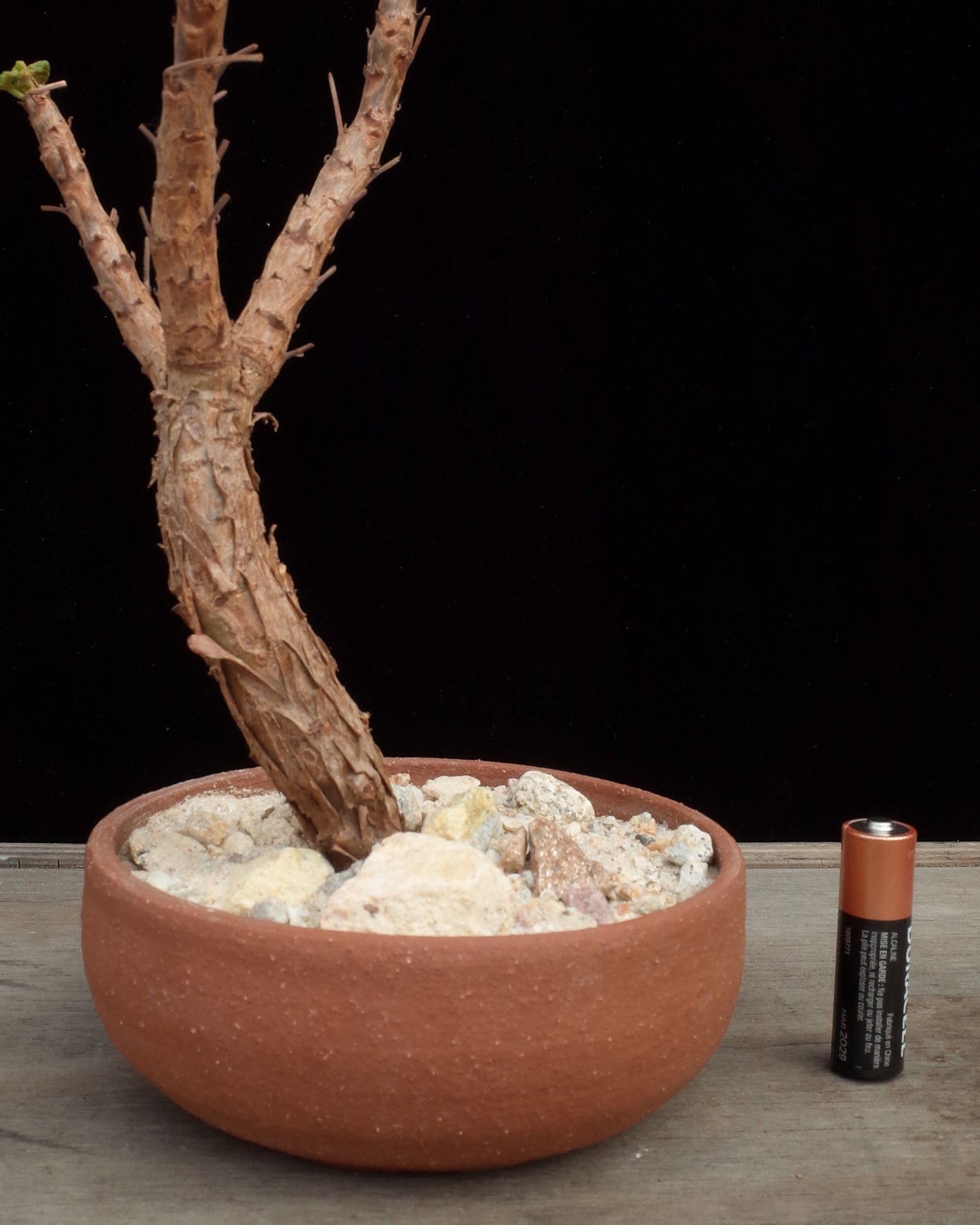 Cereal Bowl Pot