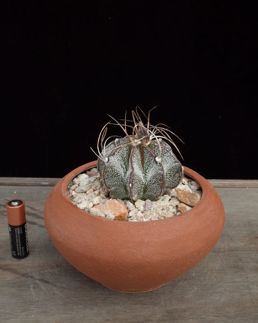 Other Urn Pot