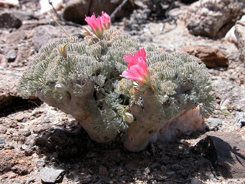 Sarcocaulon peniculinum